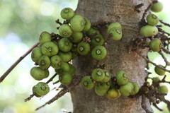 Ficus carica